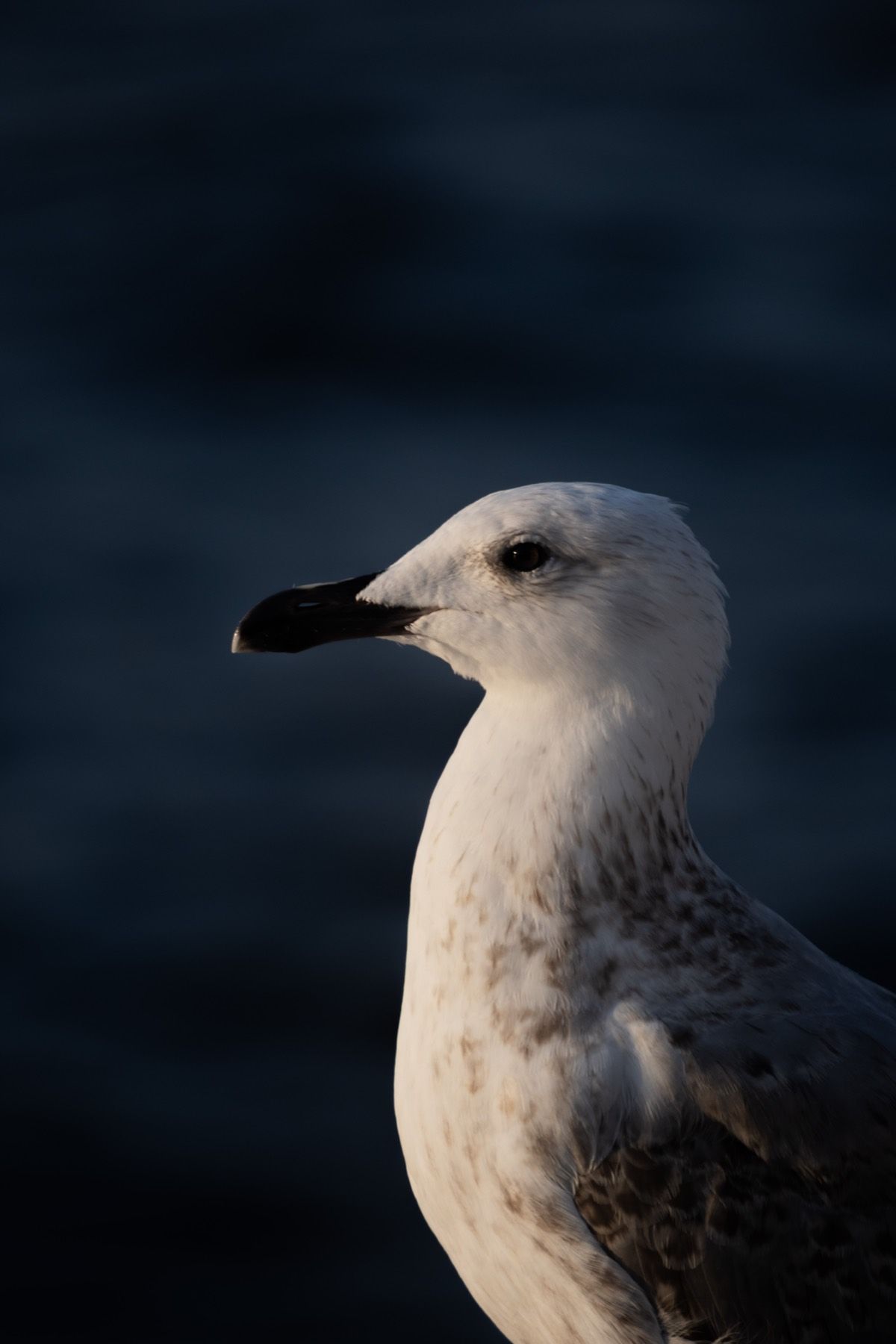 A seagull against a dark blue background